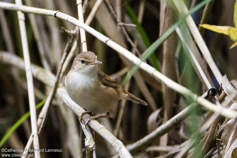 Common Reed Warbler