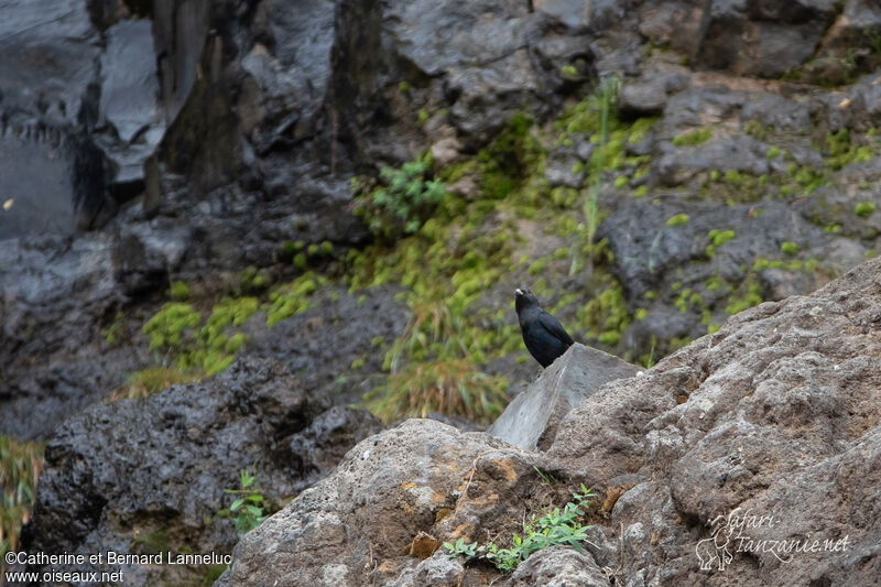 White-billed Starling female adult, habitat