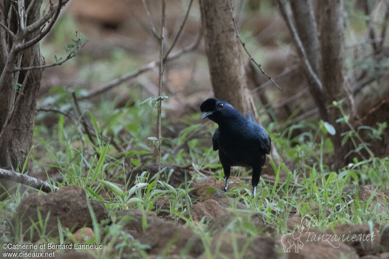 Bristle-crowned Starlingadult, habitat