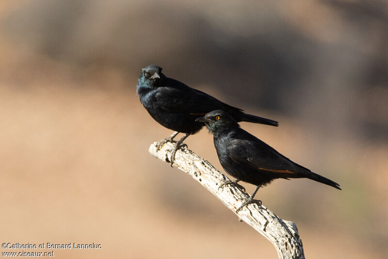 Pale-winged Starlingadult, Behaviour