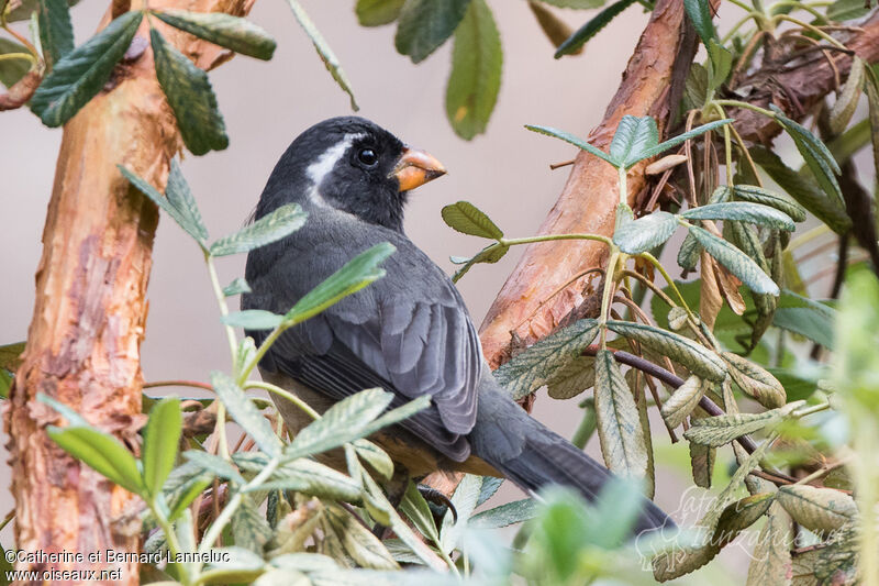 Golden-billed Saltatoradult