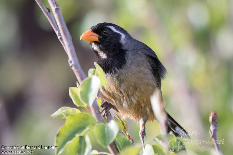 Golden-billed Saltatoradult