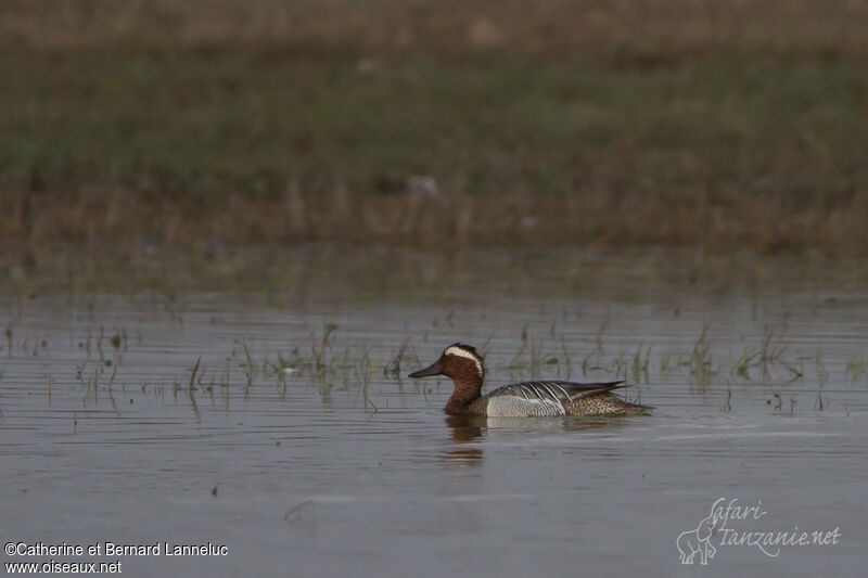 Garganey male adult breeding, identification