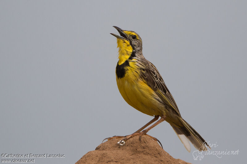 Yellow-throated Longclawadult, identification, song