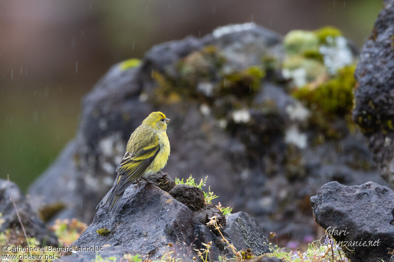 Serin à calotte jaune mâle adulte, habitat