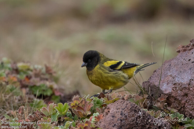 Serin à tête noire mâle adulte, identification