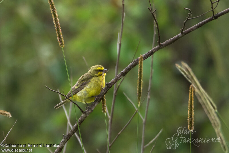 Serin du Mozambiqueadulte