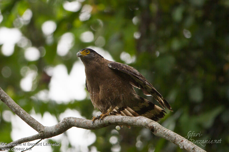 Crested Serpent Eagle, Behaviour