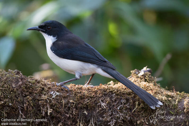 Dark-backed Sibiaadult, aspect