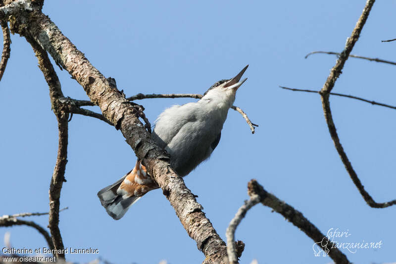 Giant Nuthatchadult