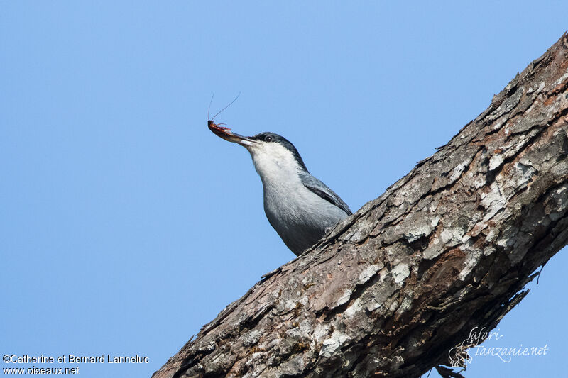 Giant Nuthatchadult, feeding habits