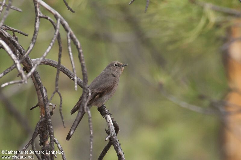 Townsend's Solitaire