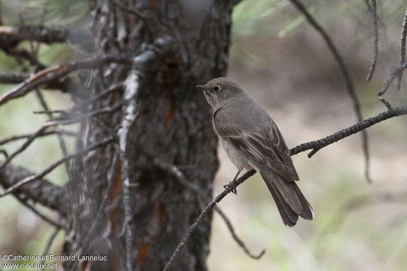 Townsend's Solitaireadult, identification