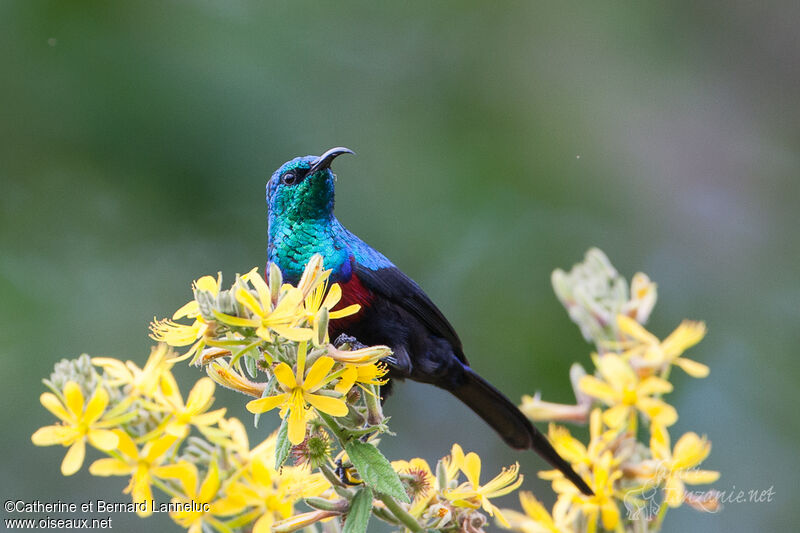 Red-chested Sunbird male adult breeding