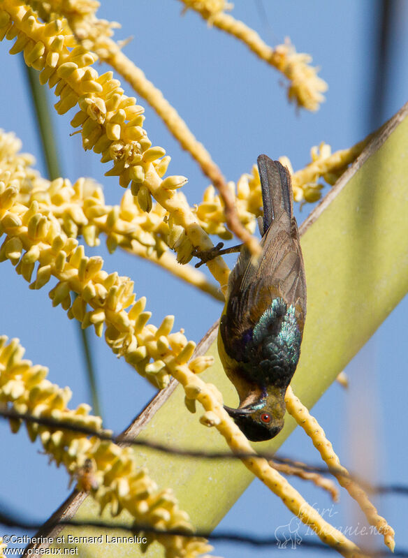 Brown-throated Sunbird