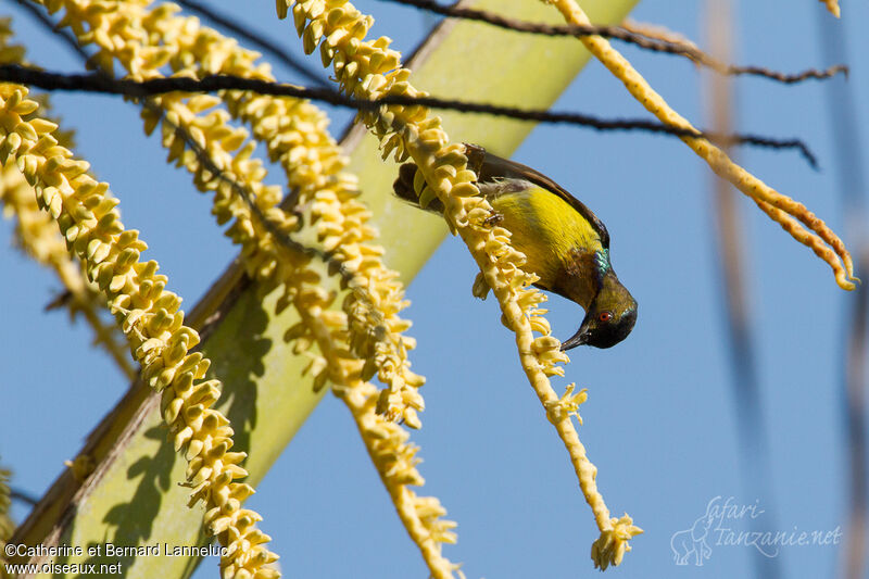 Brown-throated Sunbird