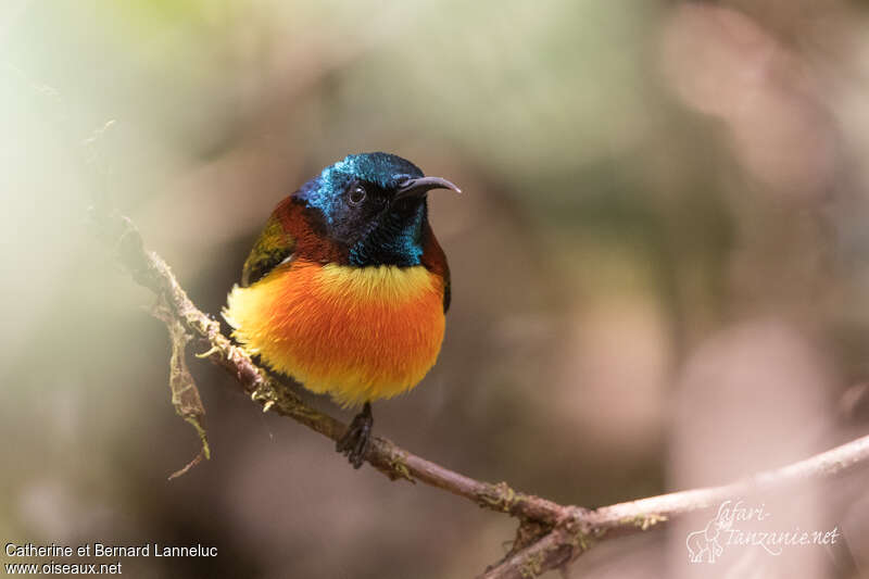 Green-tailed Sunbird male adult, aspect