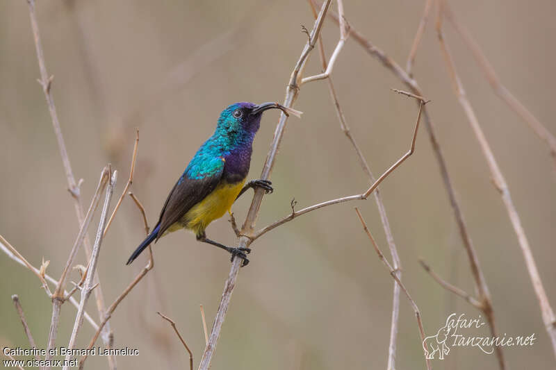 Variable Sunbird male adult, feeding habits