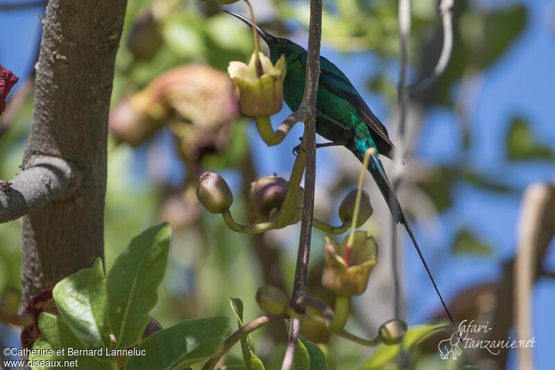 Malachite Sunbird male adult