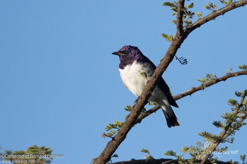 Violet-backed Starling male adult