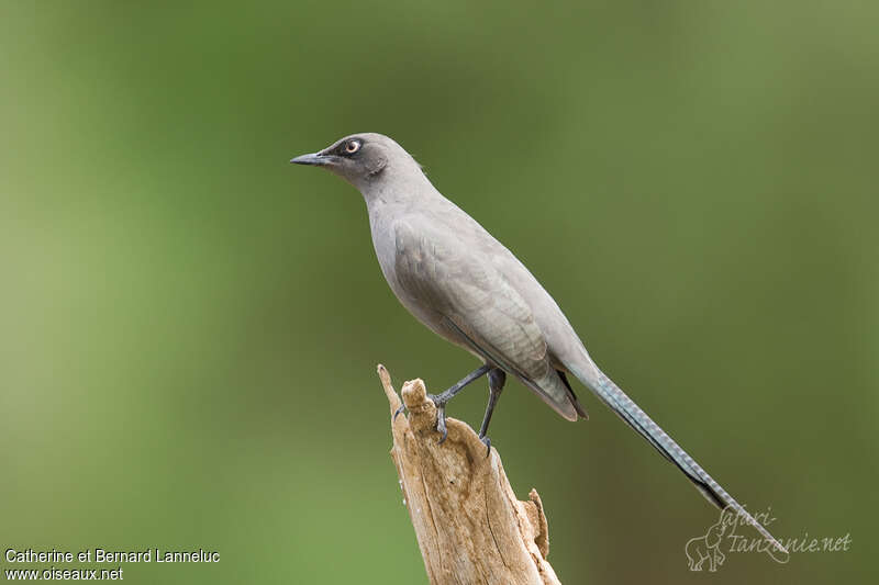 Ashy Starlingadult, identification