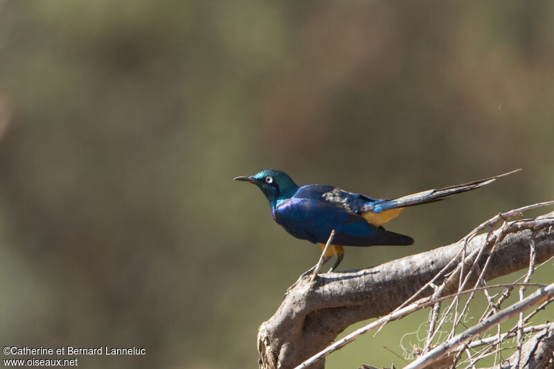 Golden-breasted Starlingadult