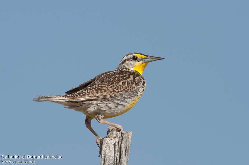 Western Meadowlarkadult, identification