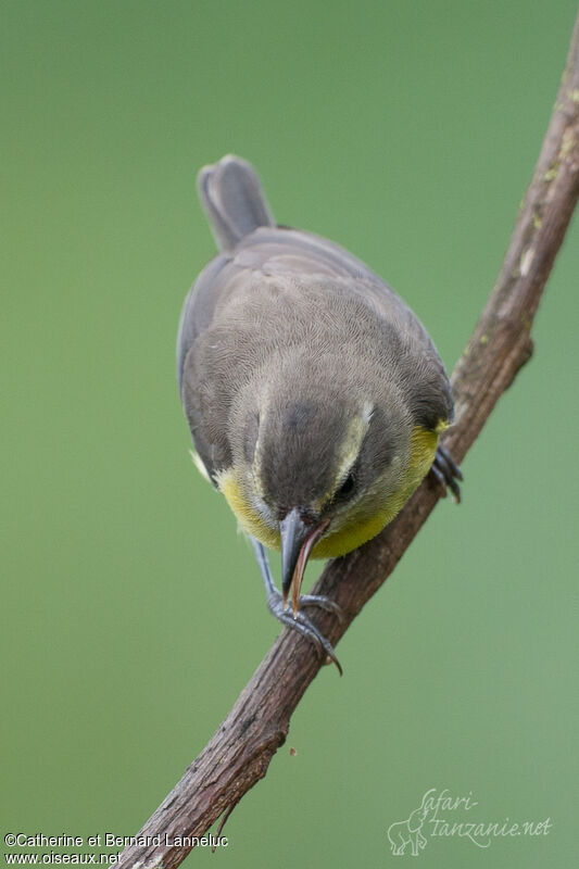 Sucrier à ventre jauneadulte