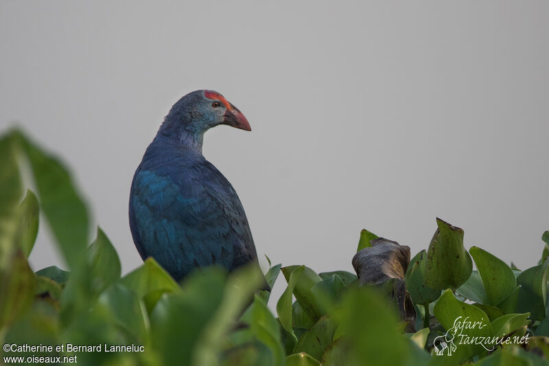 Grey-headed Swamphenadult