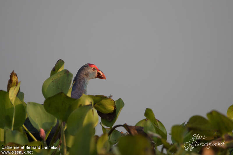 Grey-headed Swamphenadult, close-up portrait