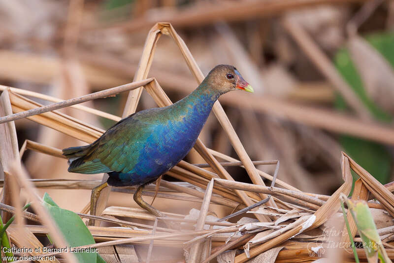 Talève violacéesubadulte, identification