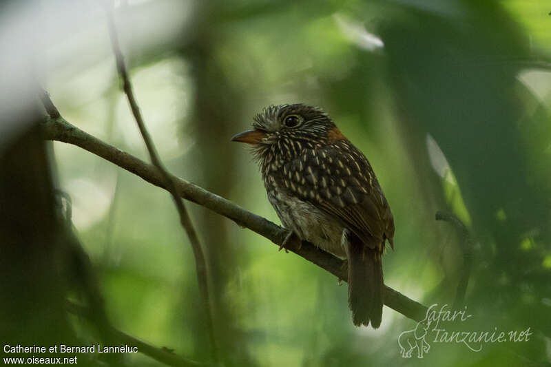 Semicollared Puffbirdadult, identification