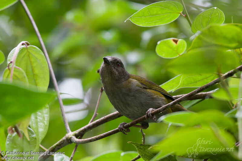 Dusky Chlorospingus