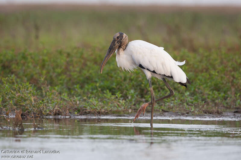 Wood Storkadult, identification