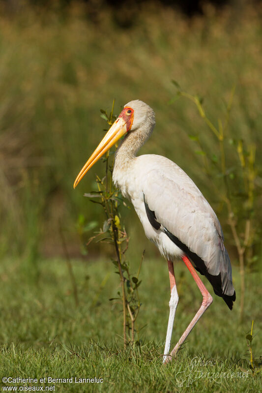 Yellow-billed Storksubadult, identification