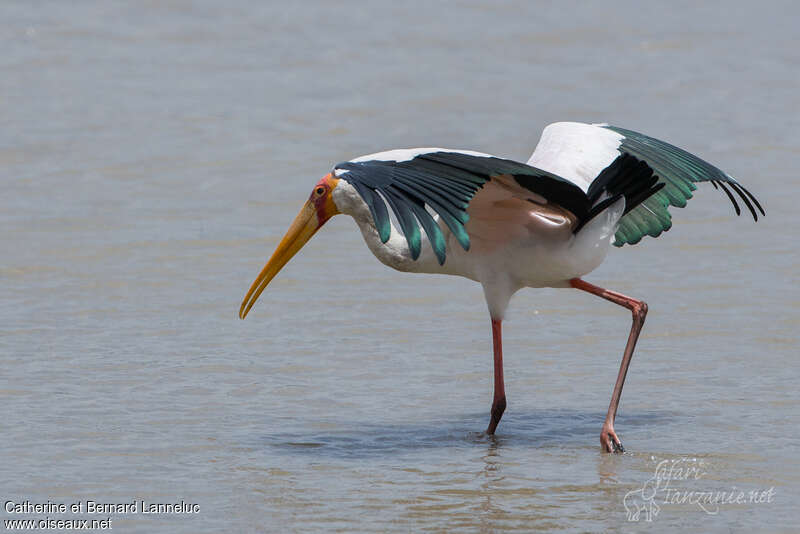 Yellow-billed Storkadult, pigmentation, fishing/hunting, Behaviour