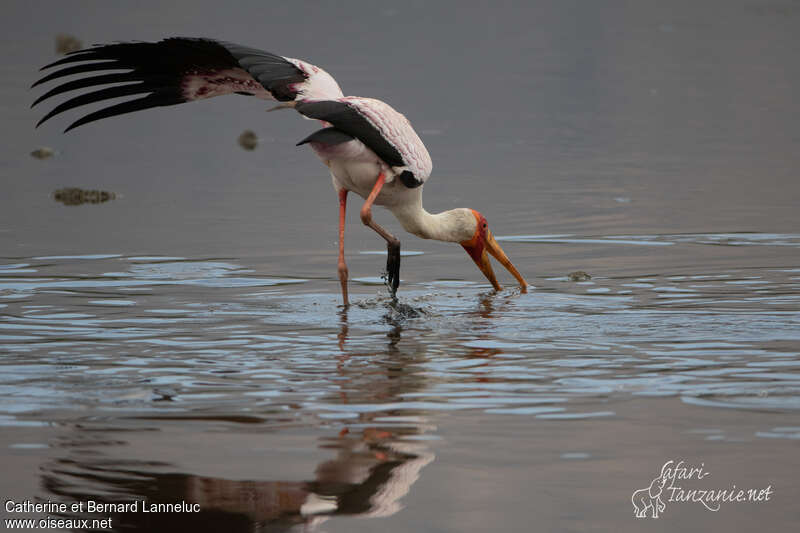 Yellow-billed Storkadult, fishing/hunting