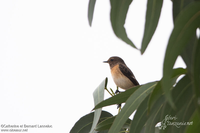 Siberian Stonechat male adult post breeding