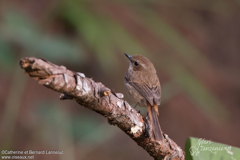 Grey Bush Chat female adult, identification