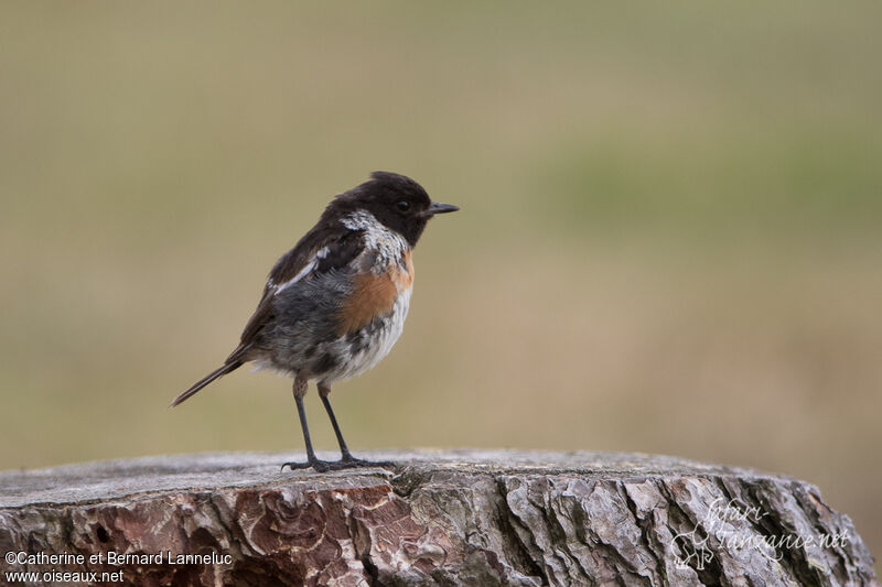 European Stonechat male adult