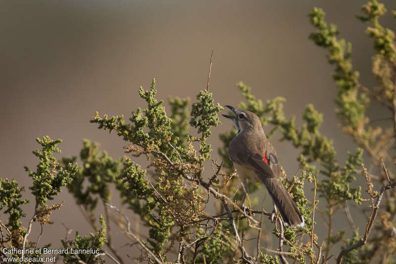 Rosy-patched Bushshrikeadult, song