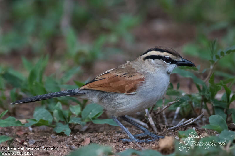 Brown-crowned Tchagraadult, identification