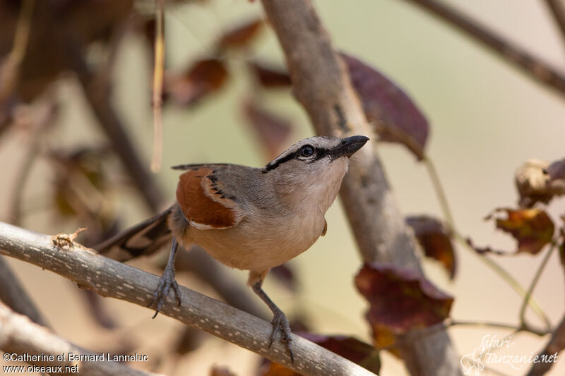 Brown-crowned Tchagraadult, Behaviour