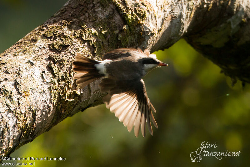 Large Woodshrike, Flight