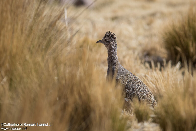 Ornate Tinamou