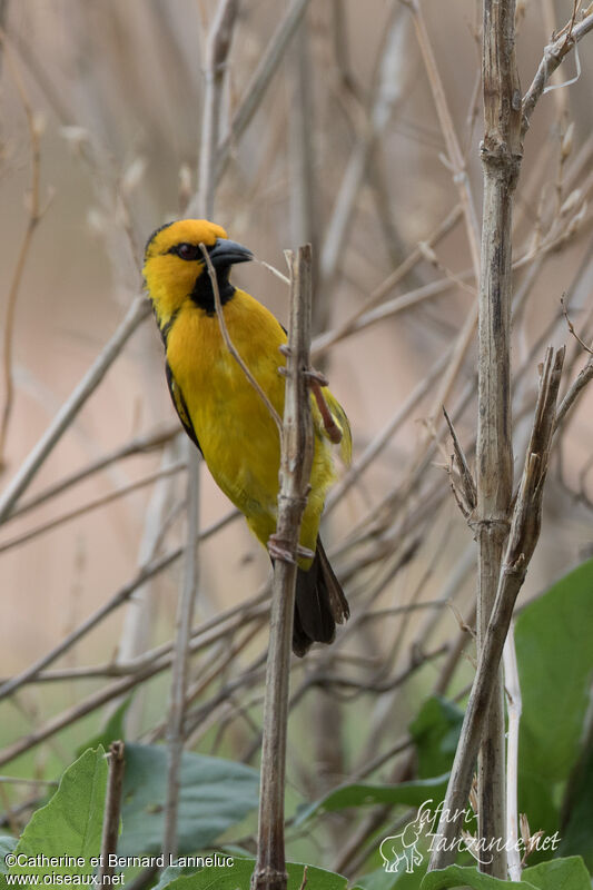 Black-necked Weaver male adult breeding, Reproduction-nesting