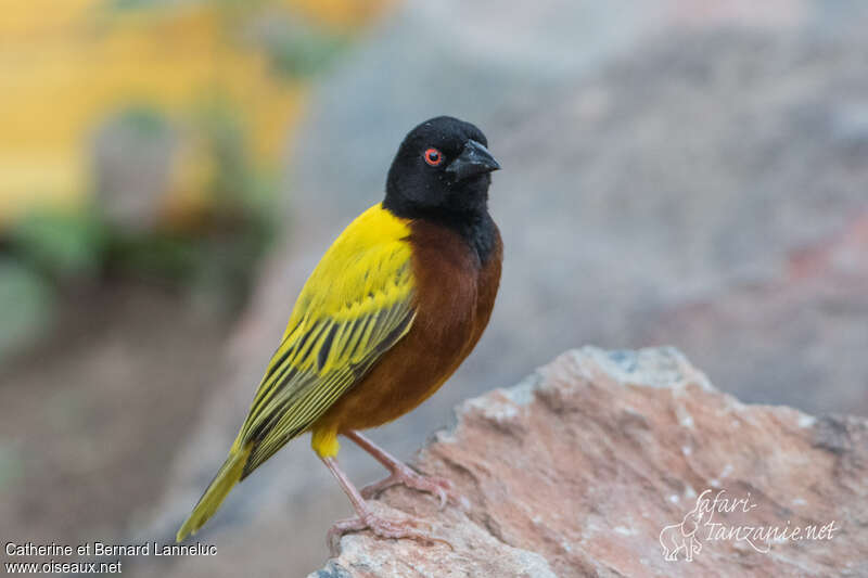 Golden-backed Weaver male adult breeding, identification