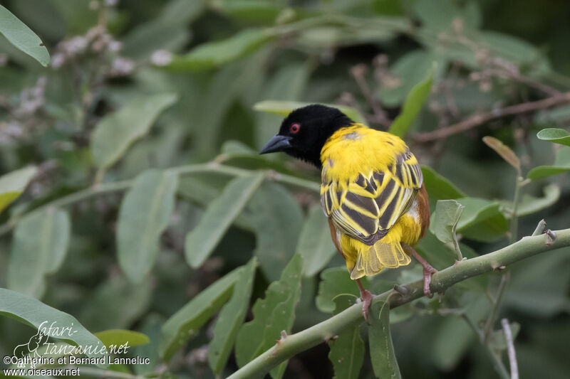 Golden-backed Weaver male adult breeding