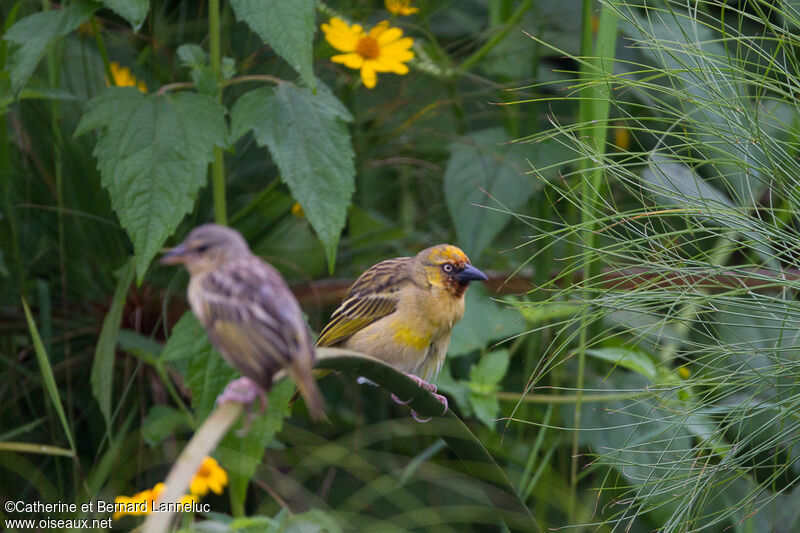 Northern Brown-throated Weaveradult, Behaviour