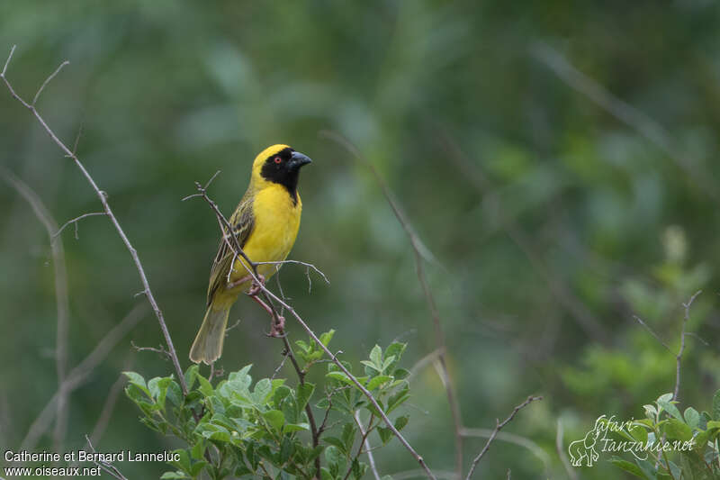 Southern Masked Weaver male adult breeding, identification